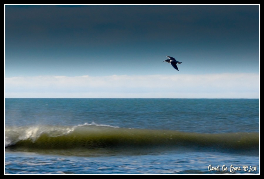 "La gaviota II" de Daniel De Bona