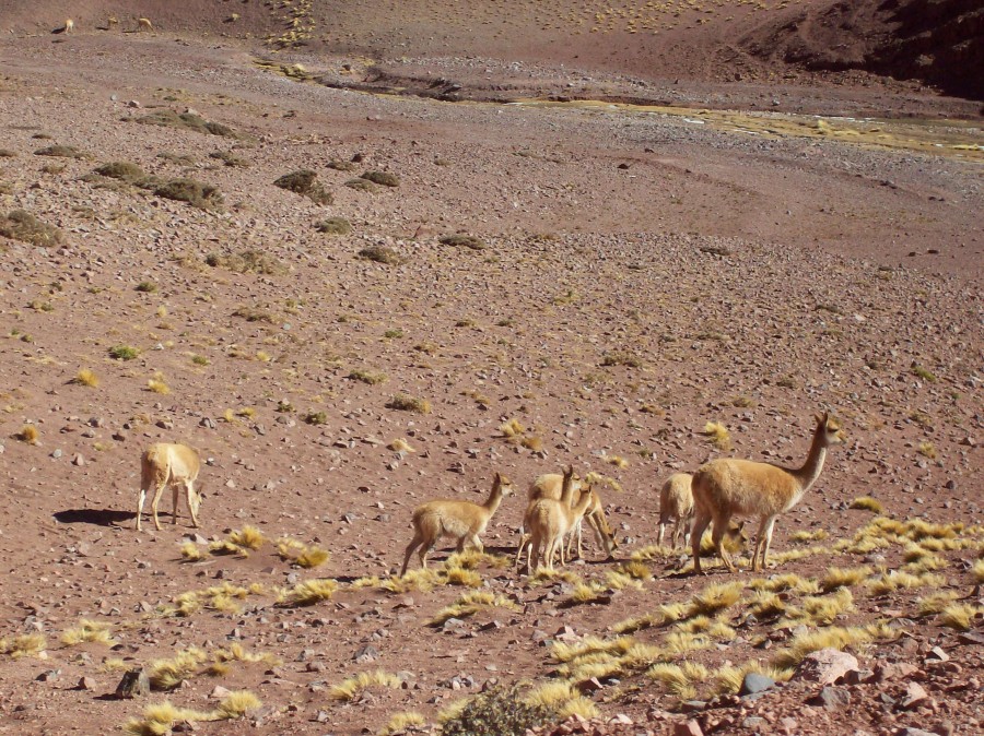 "alpacas" de Alejandra Di Sipio