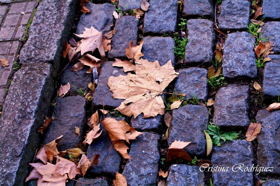 "anticipo invernal" de Cristina Beatriz Rodrguez