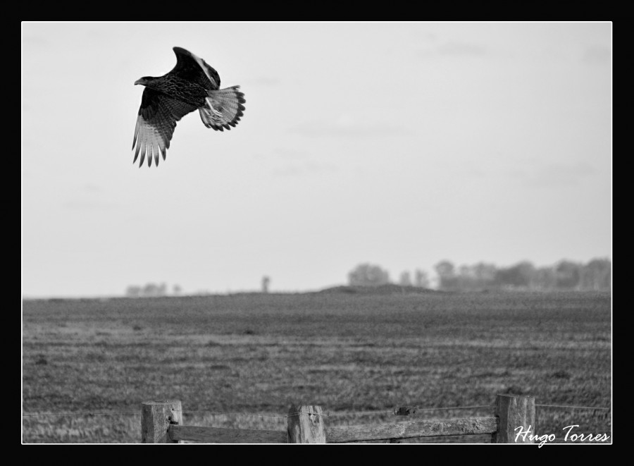 "Vuelo bajo...." de Hugo Carlos Torres