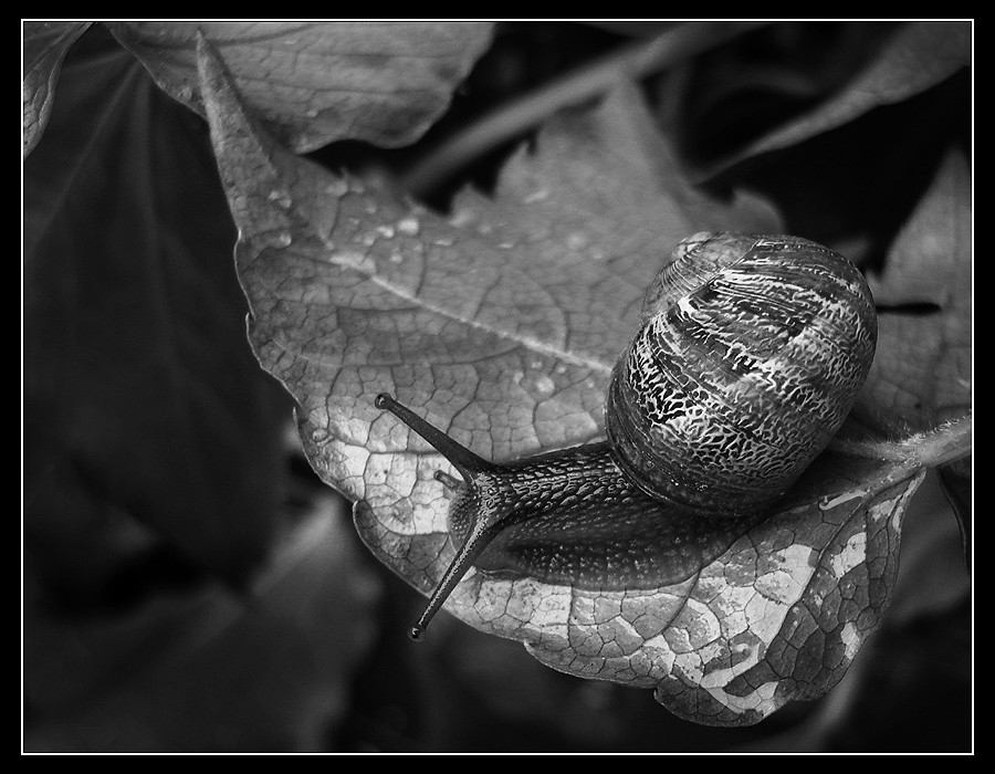 "Despus de la lluvia, el caracol..." de Eli - Elisabet Ferrari