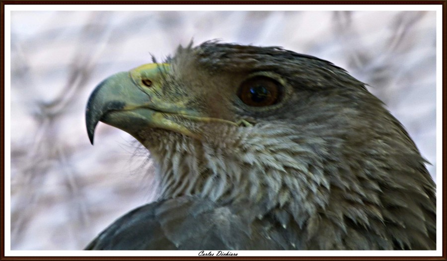 "El Aguila" de Carlos Dichiara