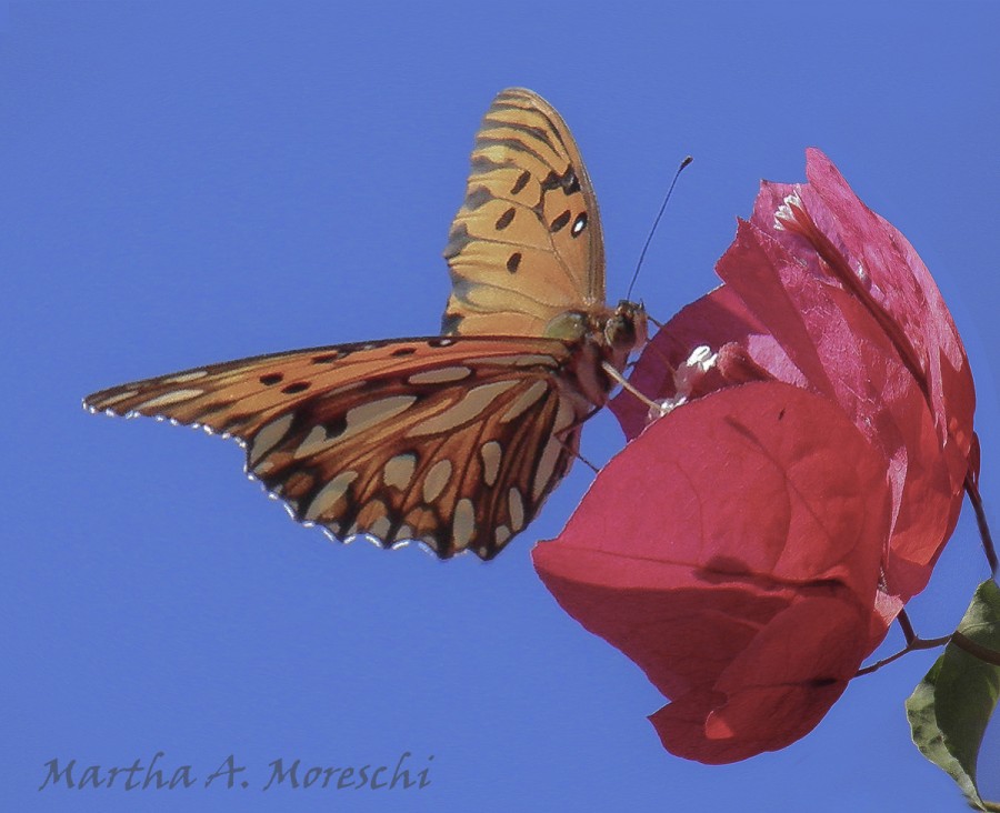 "Como en una fuente" de Martha A. Moreschi