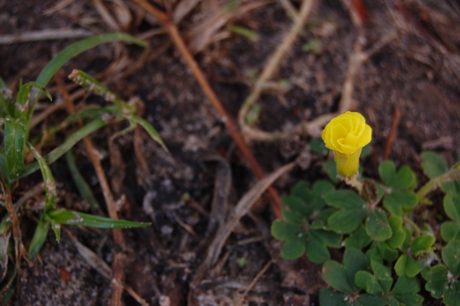 "Flor silvestre II...." de Romina Esponda