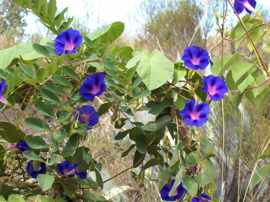 "Campanillas azules" de Alejandra Di Sipio