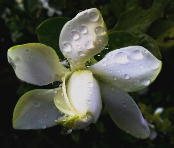 "Gotas de... Perfume?" de Miguel Angel Mogaburu