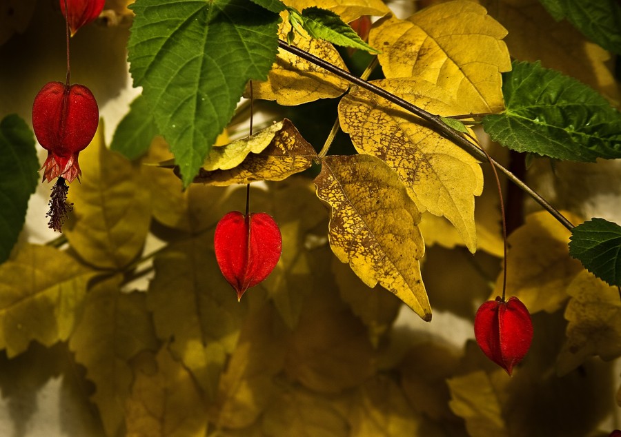 "Colores de Junio" de Carmen Nievas