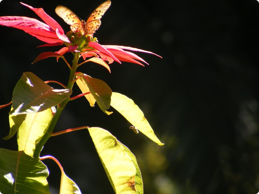 "butterfly" de Maria Sheicob