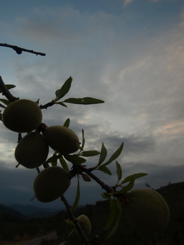 "Atardecer entre Almendros" de Vicente Caballer Ripolles