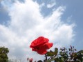 Rosa mirando al cielo