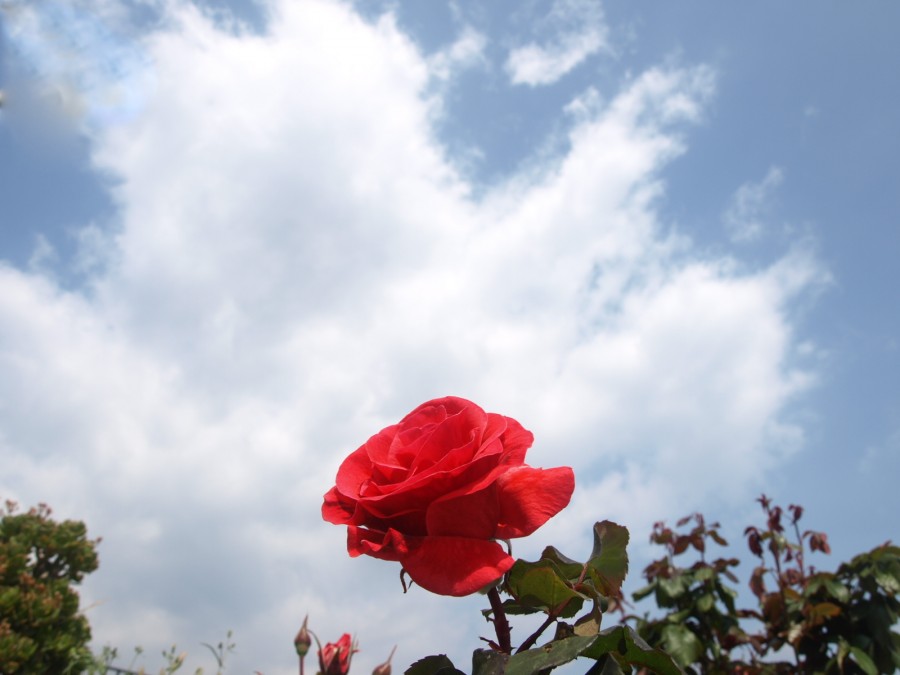 "Rosa mirando al cielo" de Vicente Caballer Ripolles