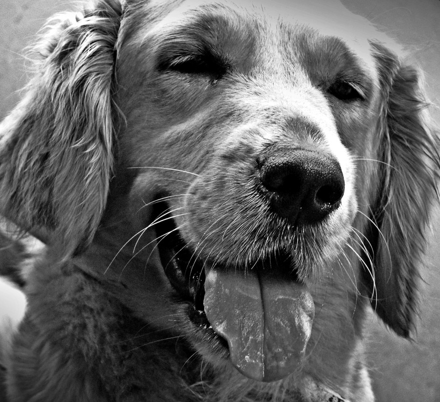 "dulce lola byn" de Fernando Oscar Colussi