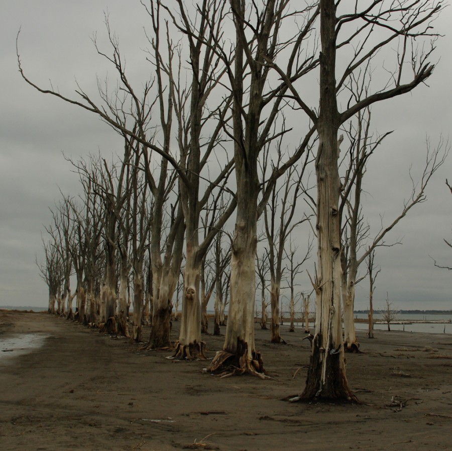 "Bosques sin vida" de Ricardo Luis Zedler