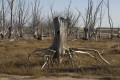 Bosques sin vida