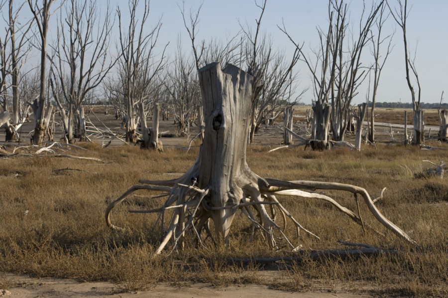 "Bosques sin vida" de Ricardo Luis Zedler