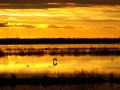 Vuelo al amanecer