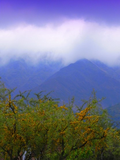 "Espinillo cumbres nubes cielo" de Mirta Irene Judengloben