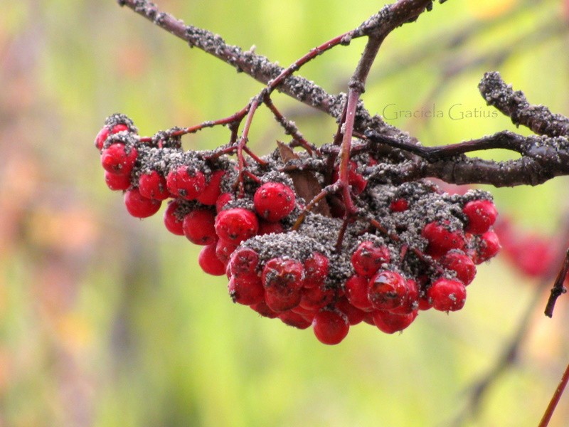 "sorbus-ciento" de Graciela Gatius