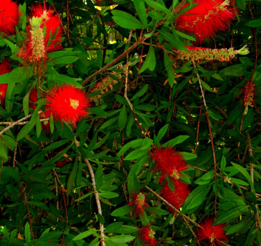 "flor de clistemon" de Beatriz Di Marzio