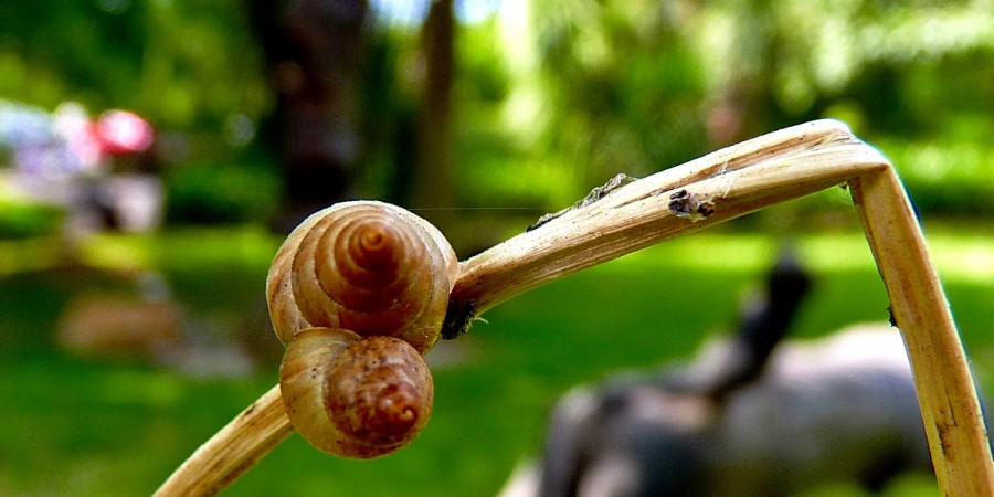 "caracoles" de Fernando Oscar Colussi