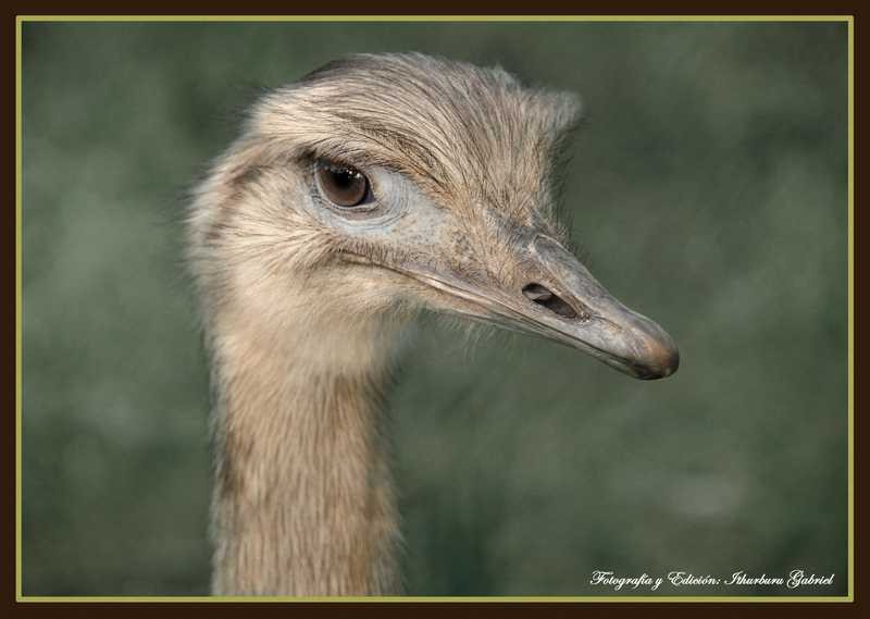 "Fauna tipica pampeana y mesopotamica" de Ithurburu Gabriel Ignacio