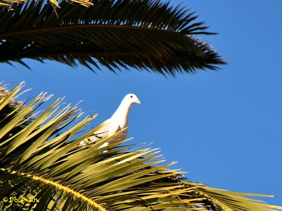 "En la palmera" de Juan Jos Braun