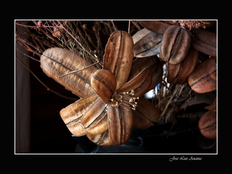 "flor seca" de Jose Luis Anania