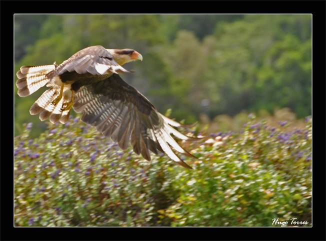 "Volando bajo..........." de Hugo Carlos Torres