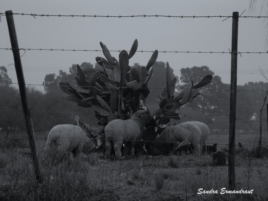 "Banquete" de Sandra Ermandraut