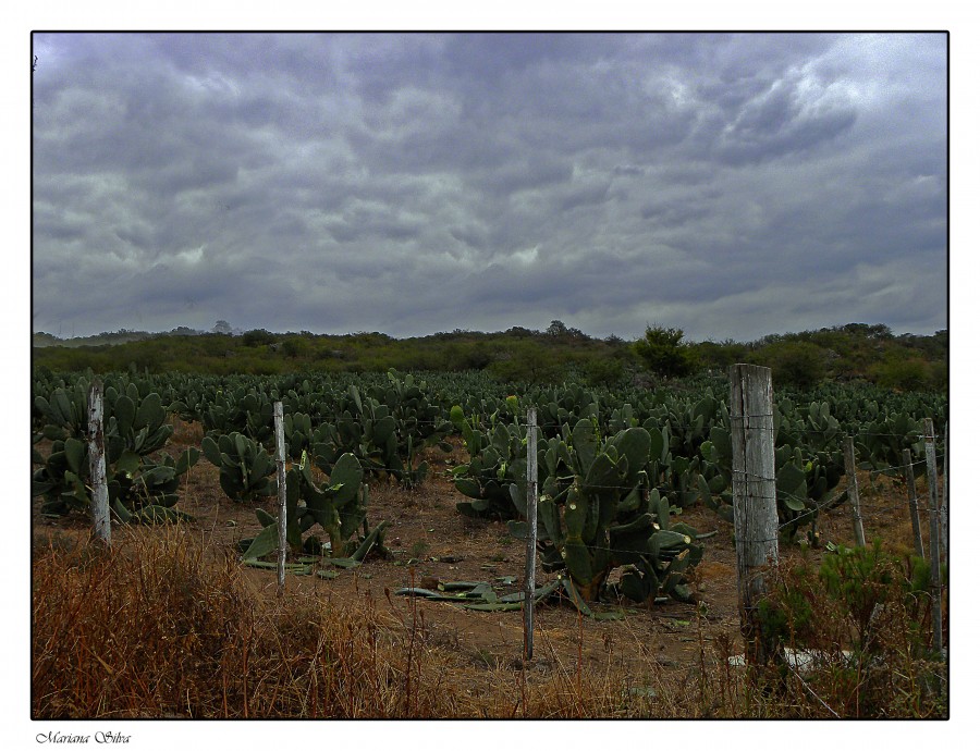 "Campos de tuna" de Mariana Silva