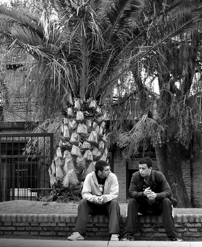 "si esa palmera hablara..." de Fernando Oscar Colussi