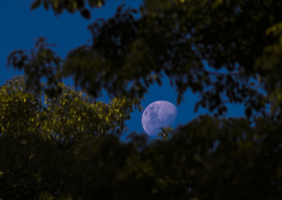 "Luna en el follaje" de Rodolfo Crespo