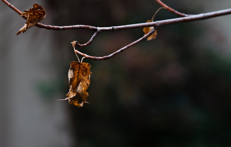 "Cerca del Invierno" de Carmen Nievas