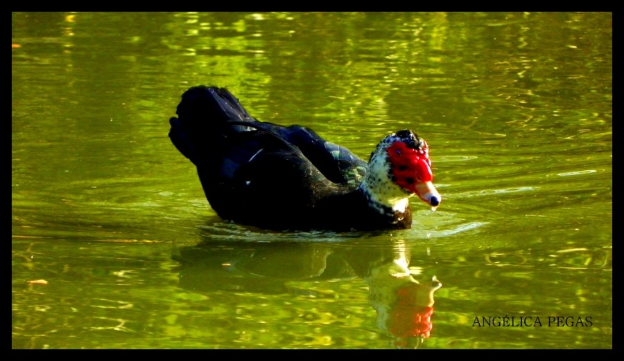 "Qu bella tarde en lago.." de Anglica Pegas