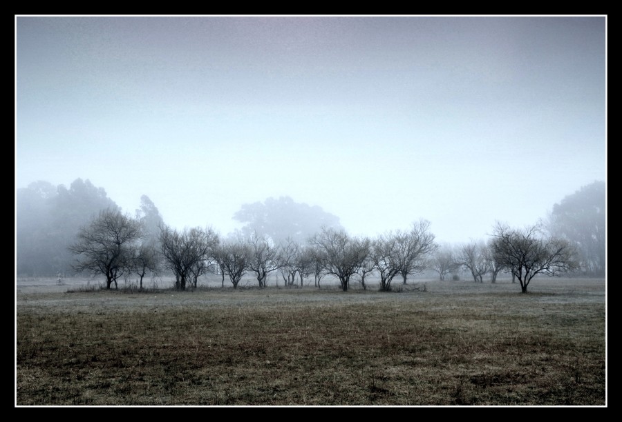 "`Arbustos del llano`" de Julia Tedesco