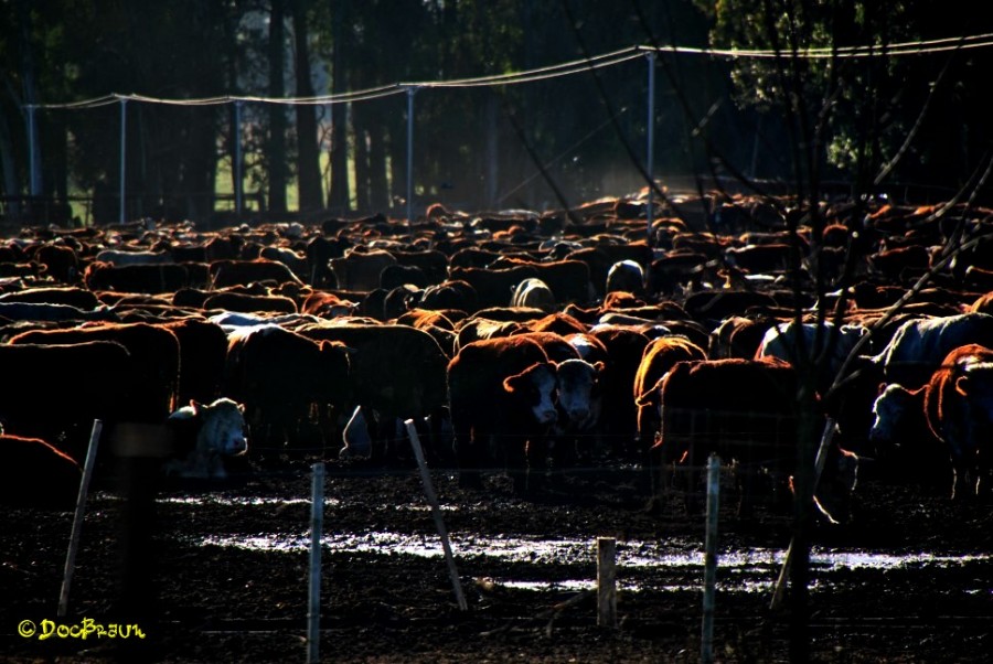 "vaca, vaca, vaca!" de Juan Jos Braun