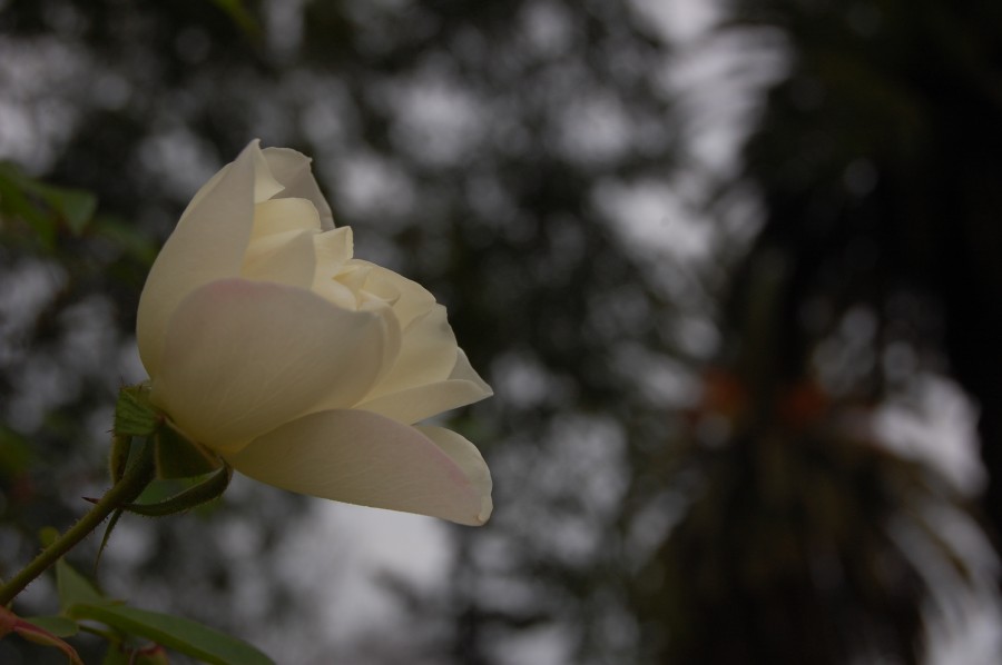 "Rosa...." de Romina Esponda