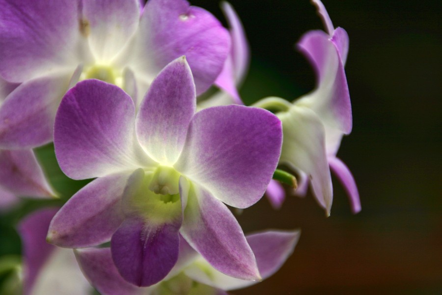 "La orquidea" de Manuel Velasco