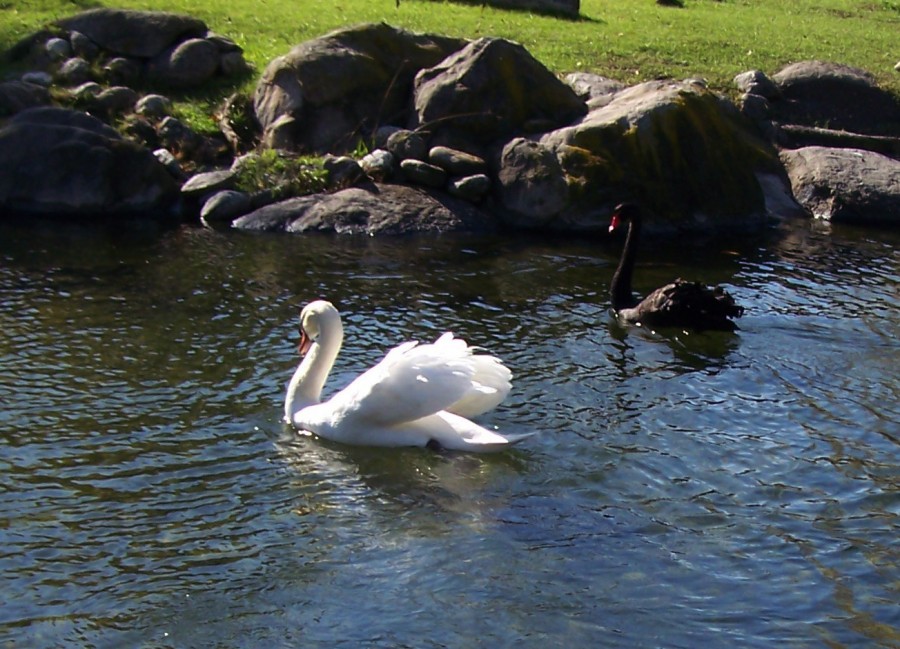 "Cisnes en blanco y negro" de Ins Mara Olavarra