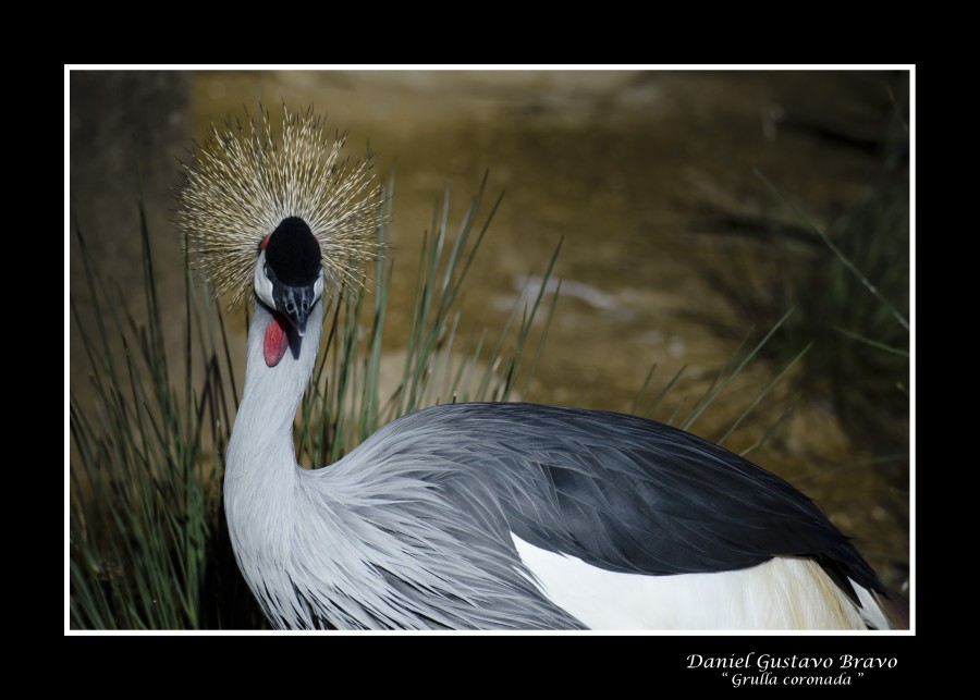 "La grulla coronada" de Daniel Gustavo Bravo