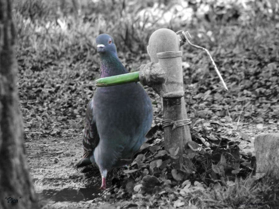 "Pica!!!" de Noel Fernndez