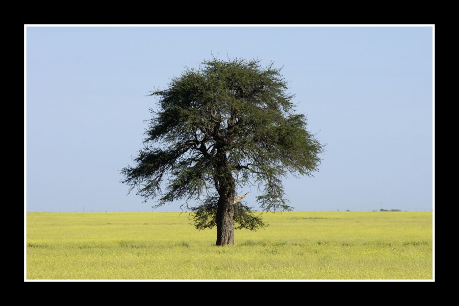 "Solitario" de Hugo Lorenzo