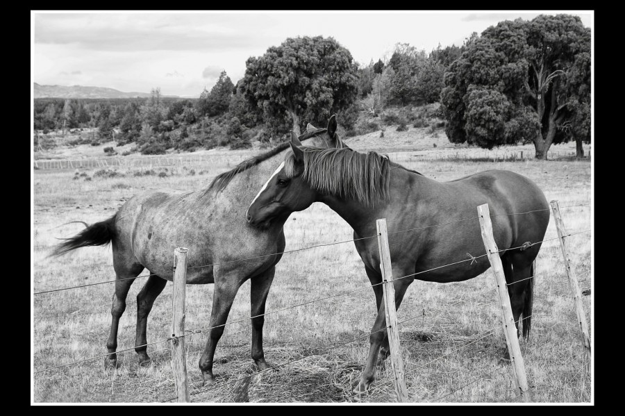 "Ellos" de Hugo Lorenzo