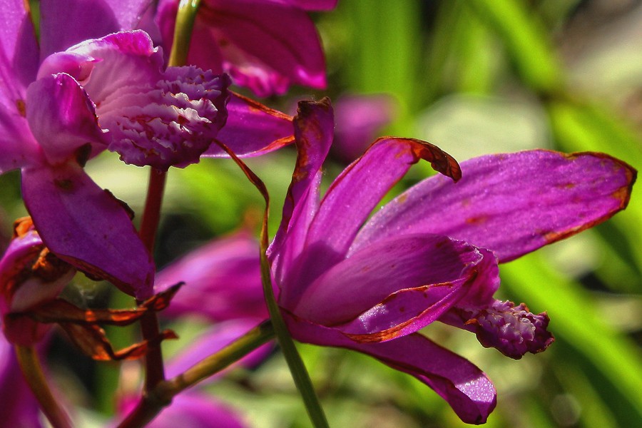 "orquidea" de Stella Maris Kippke