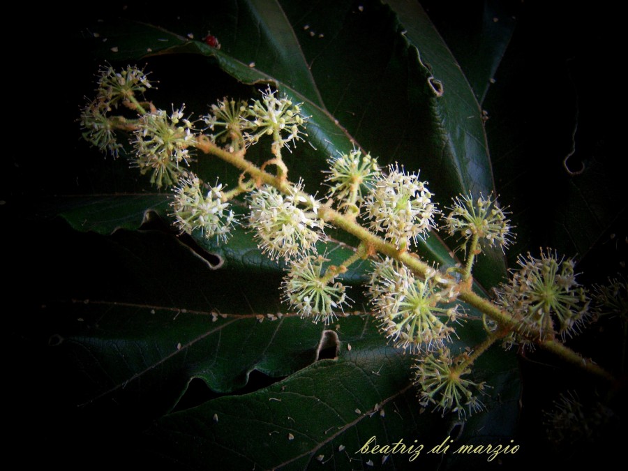 "rama y flor -aralia papifera" de Beatriz Di Marzio