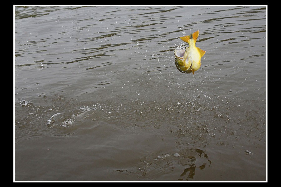 "Salto" de Hugo Lorenzo