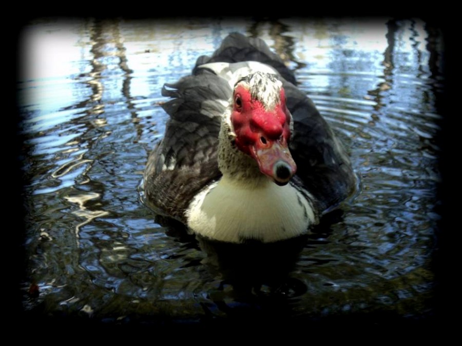 "Al agua pato!" de Belen Vergara