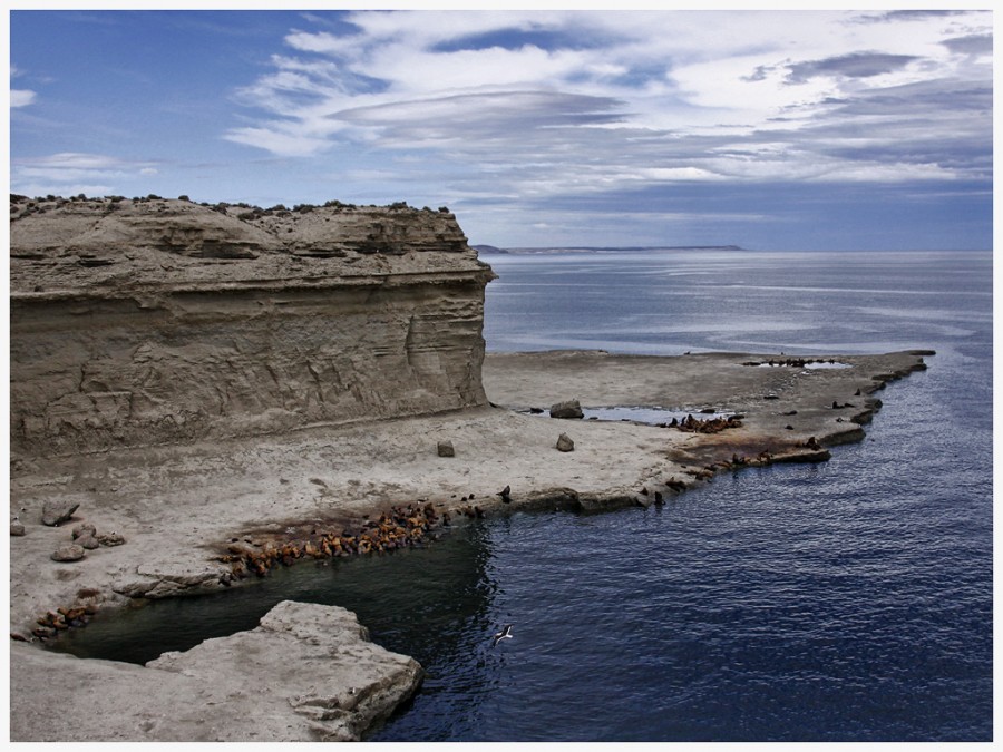 "Lobos en Punta Pirmides" de Eli - Elisabet Ferrari