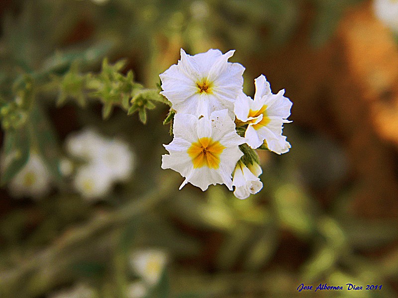 "simplemente una flor....." de Jose Albornoz Diaz