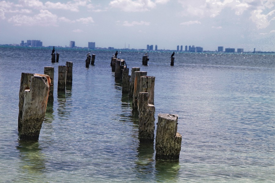 "El muelle vol... las aves no." de Manuel Velasco